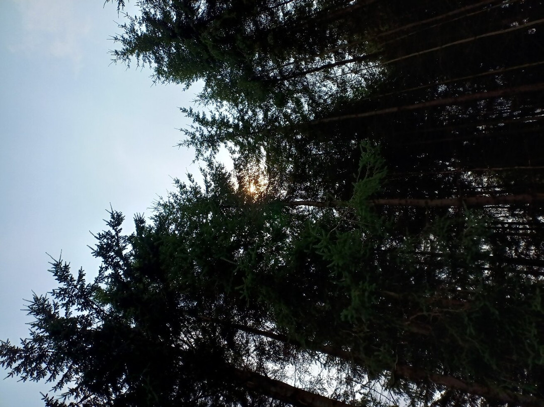 Mortimer Forest-拉德洛必去景点
