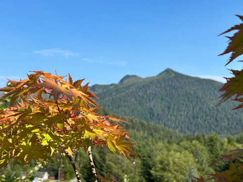 Ktchikan Photo Safari-凯奇坎必去景点
