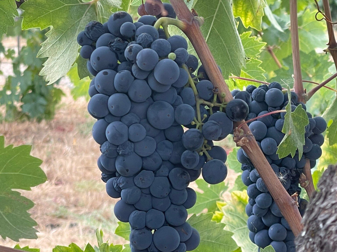Abbot's Passage Winery and Mercantile景点图片