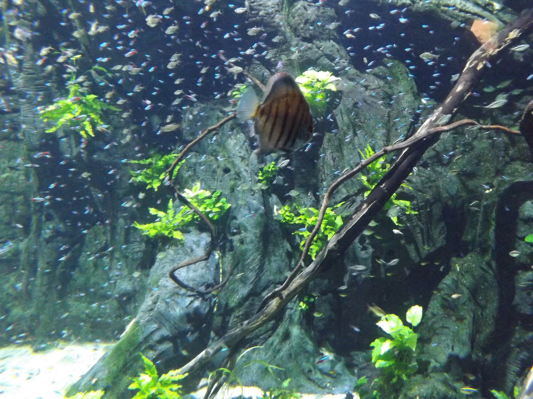 Atlantis Aquarium Madrid-阿罗约莫利诺斯必去景点
