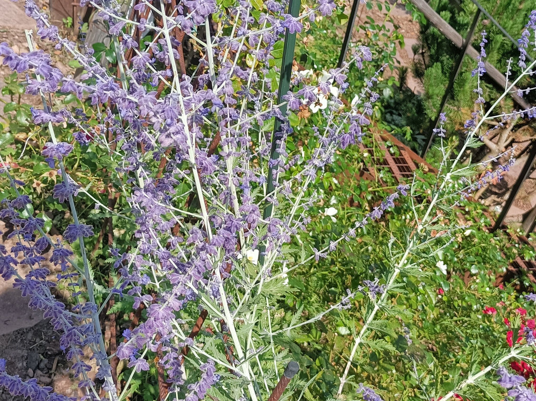 Rosarium Uhrerhof景点图片