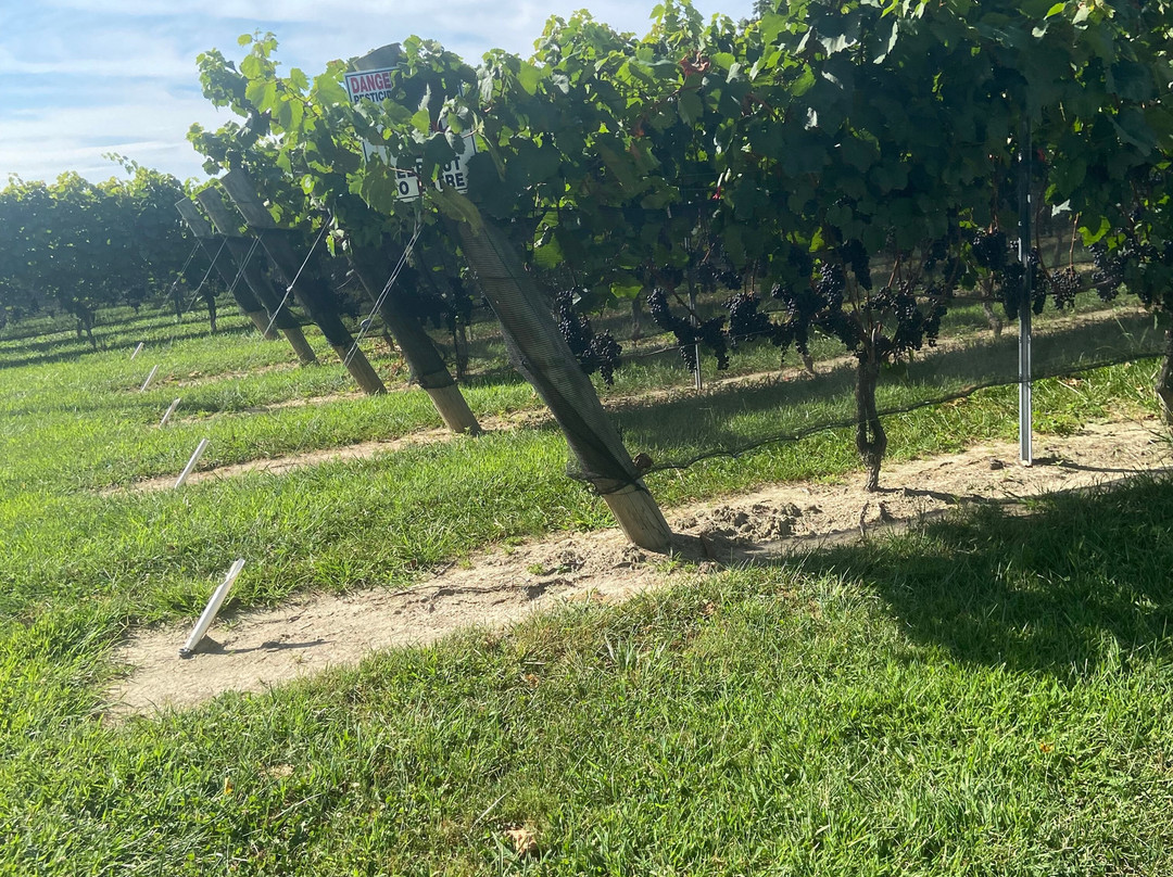 Marked Tree Vineyard景点图片