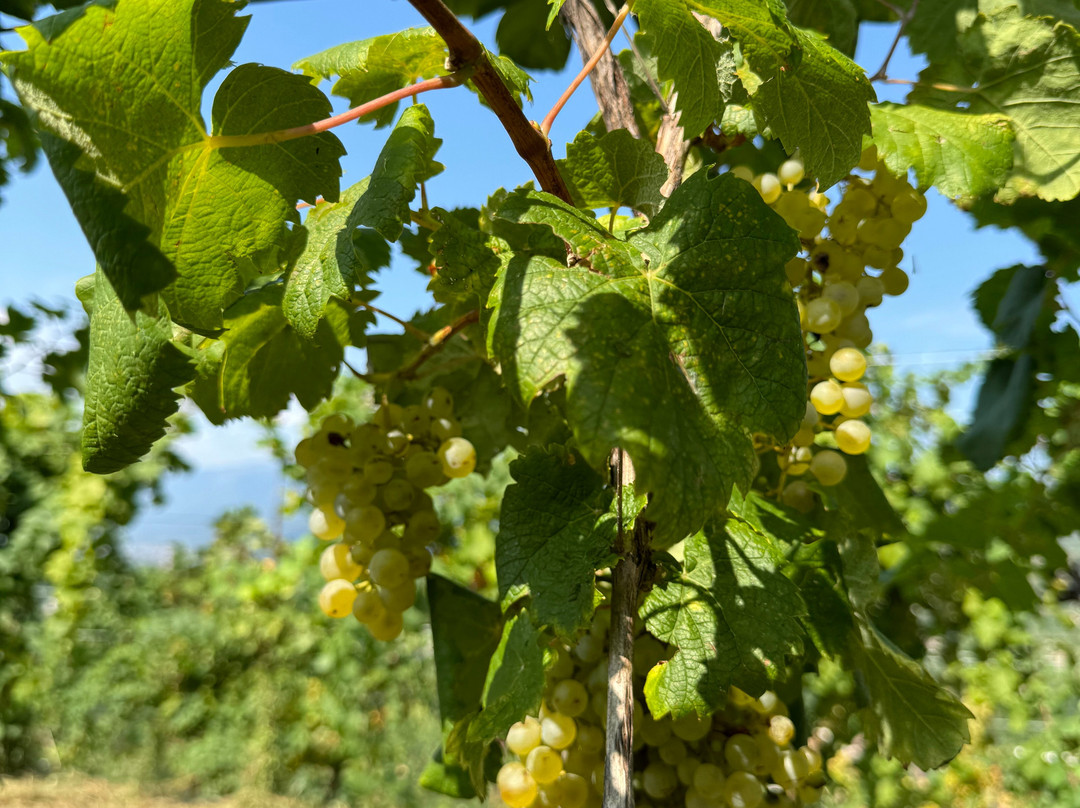 Col del lupo - Produzione e Degustazione Valdobbiadene Prosecco DOCG景点图片