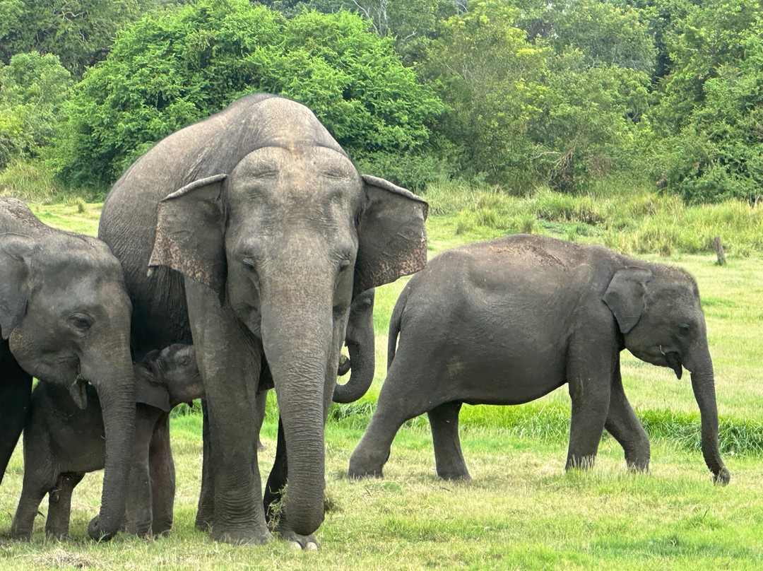 Bhathiya Tours-加勒必去景点