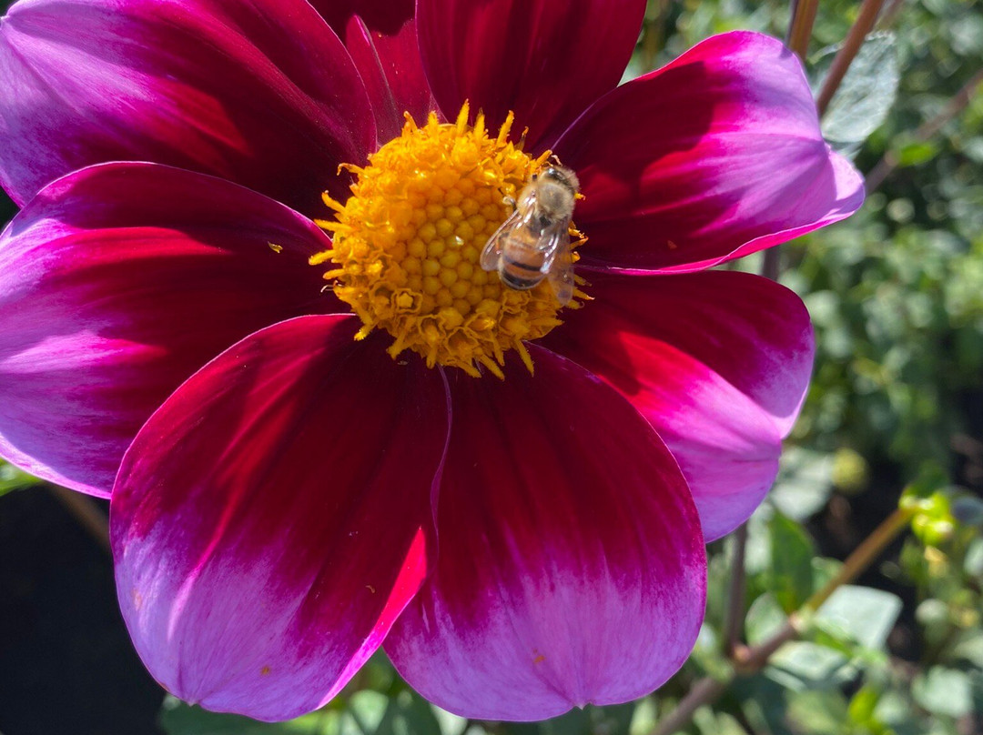 Swan Island Dahlias-Canby必去景点