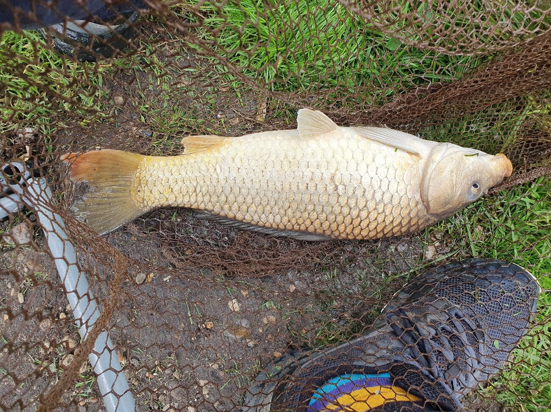 Field Farm Fisheries景点图片