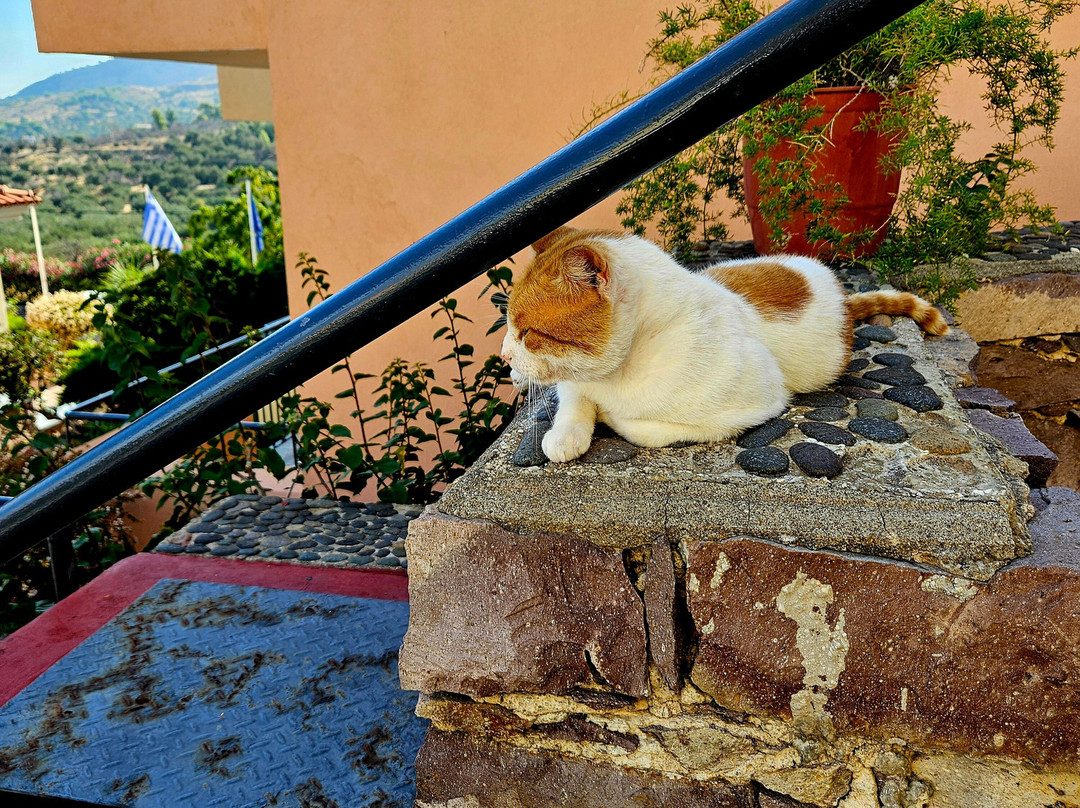 Sunrise Resort Hotel主图