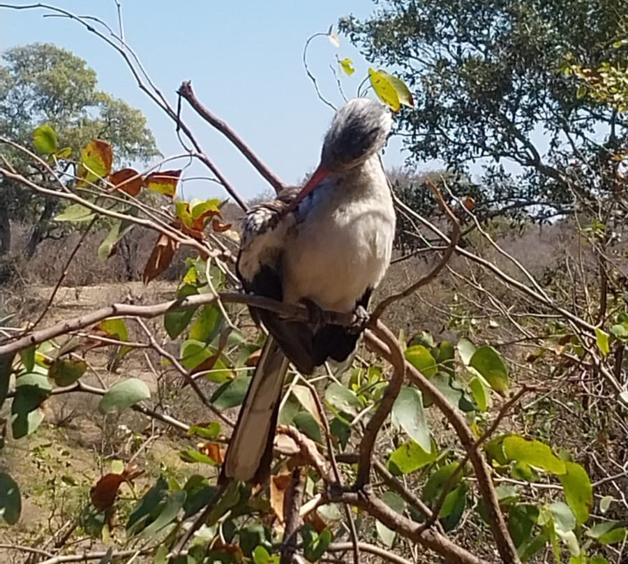 Kedibone Safaris-伐拉博瓦必去景点