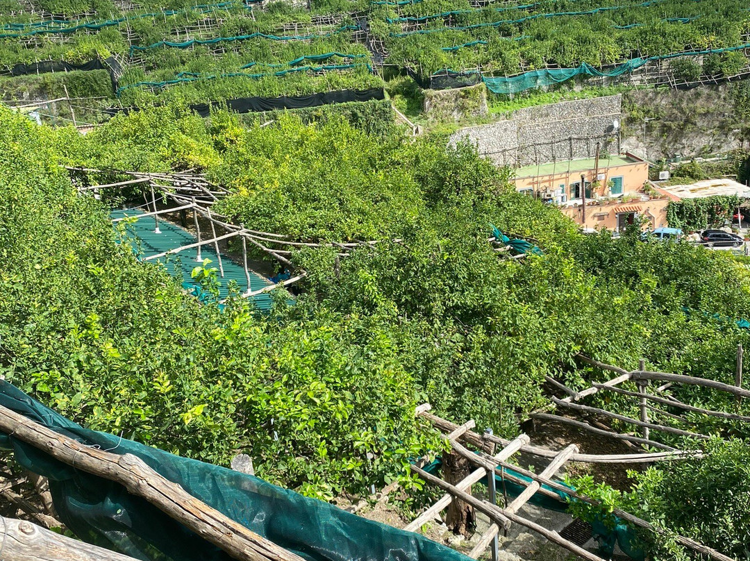 Amalfi Lemon-阿马尔菲必去景点