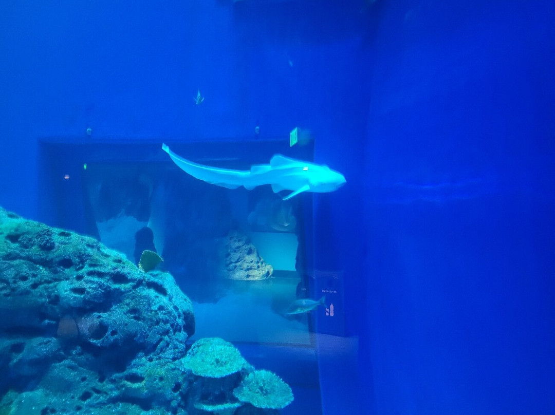 Mississippi Aquarium景点图片
