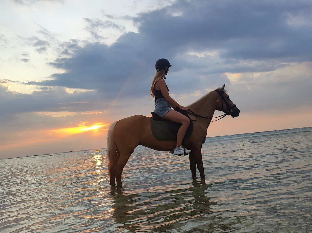 Stud Horse Riding and Rescue-吉利特拉万安必去景点