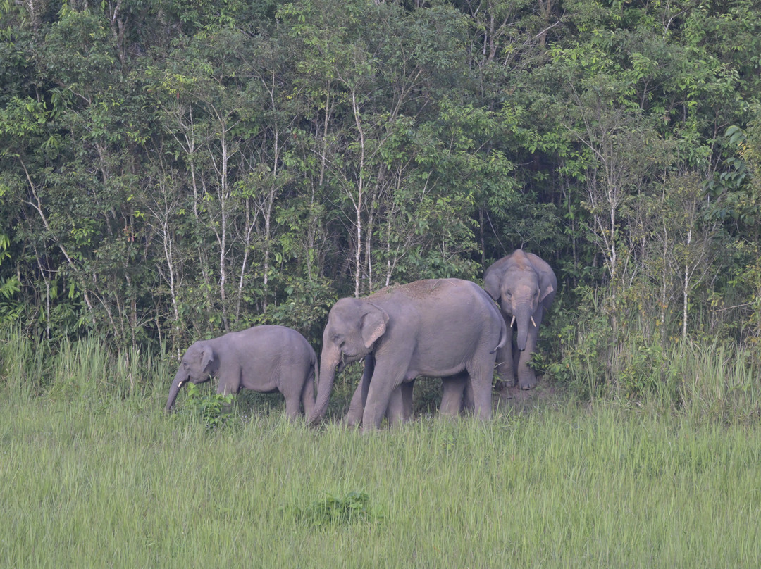 Khaoyai Jungle Tour and Photographer by Guide Jay景点图片