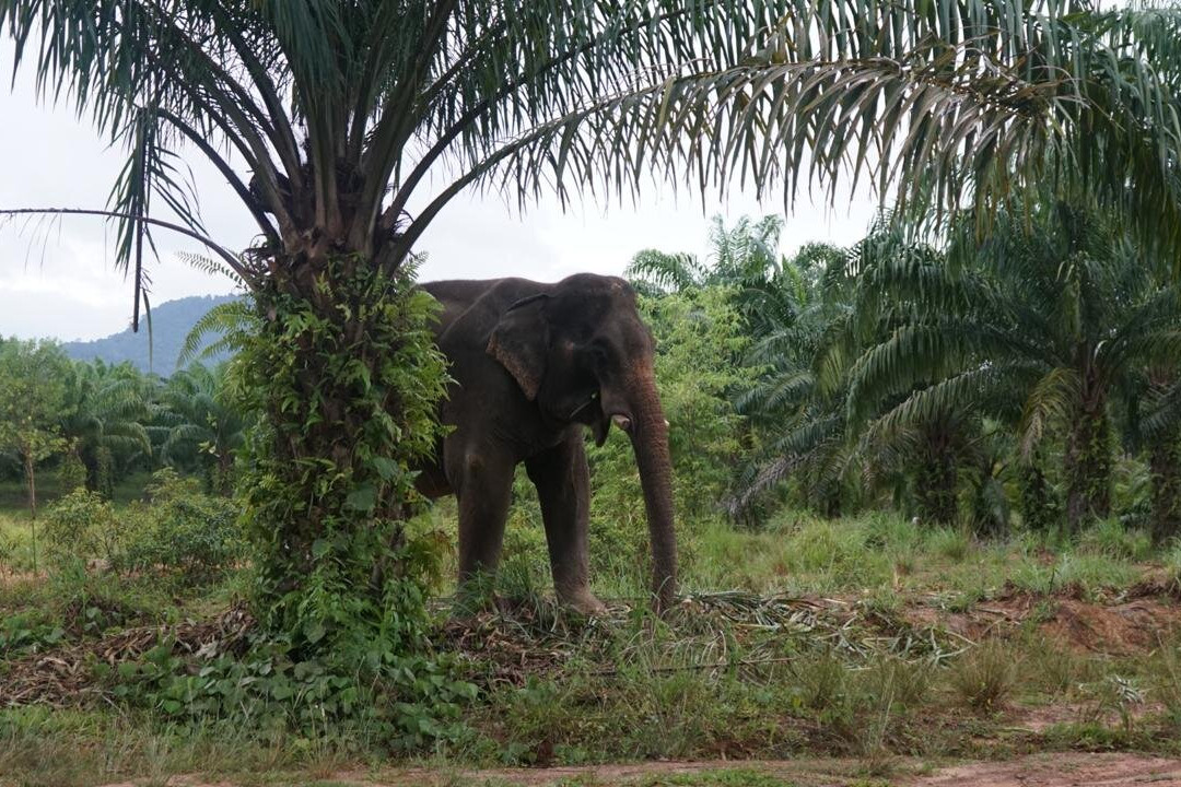 Following Giants - Krabi