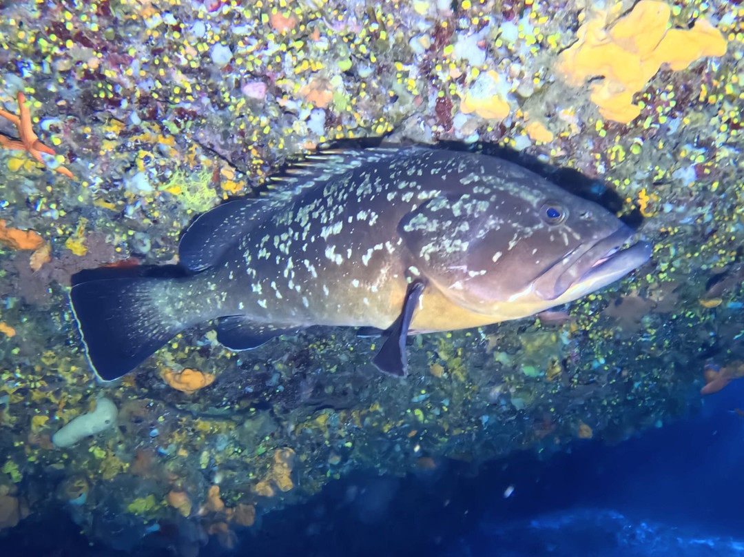 Voglia di Mare Diving Center景点图片