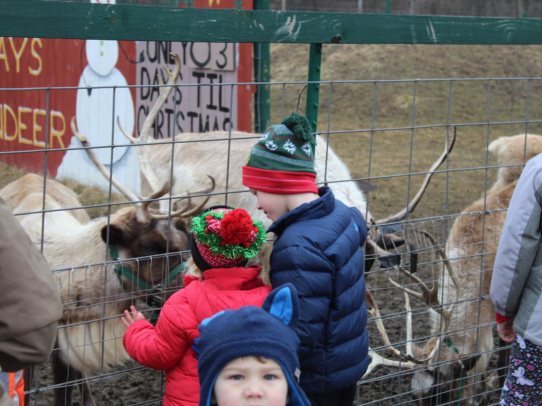 Rooftop Landing Reindeer Farm景点图片