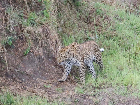 Tanganyika Expeditions