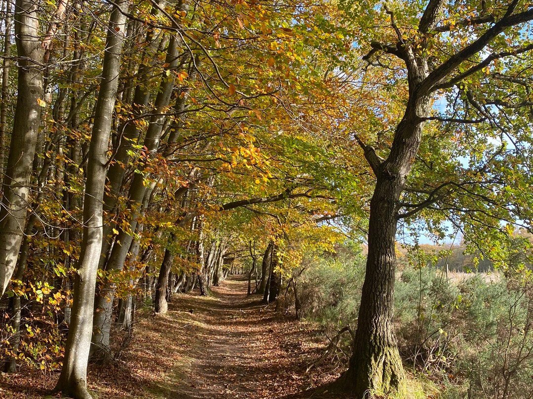 Butterdean Wood-Haddington必去景点
