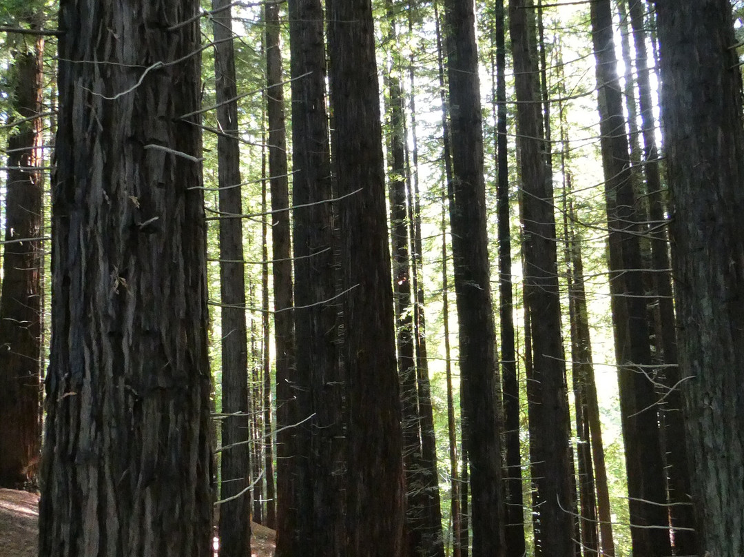 Redwood Forest景点图片