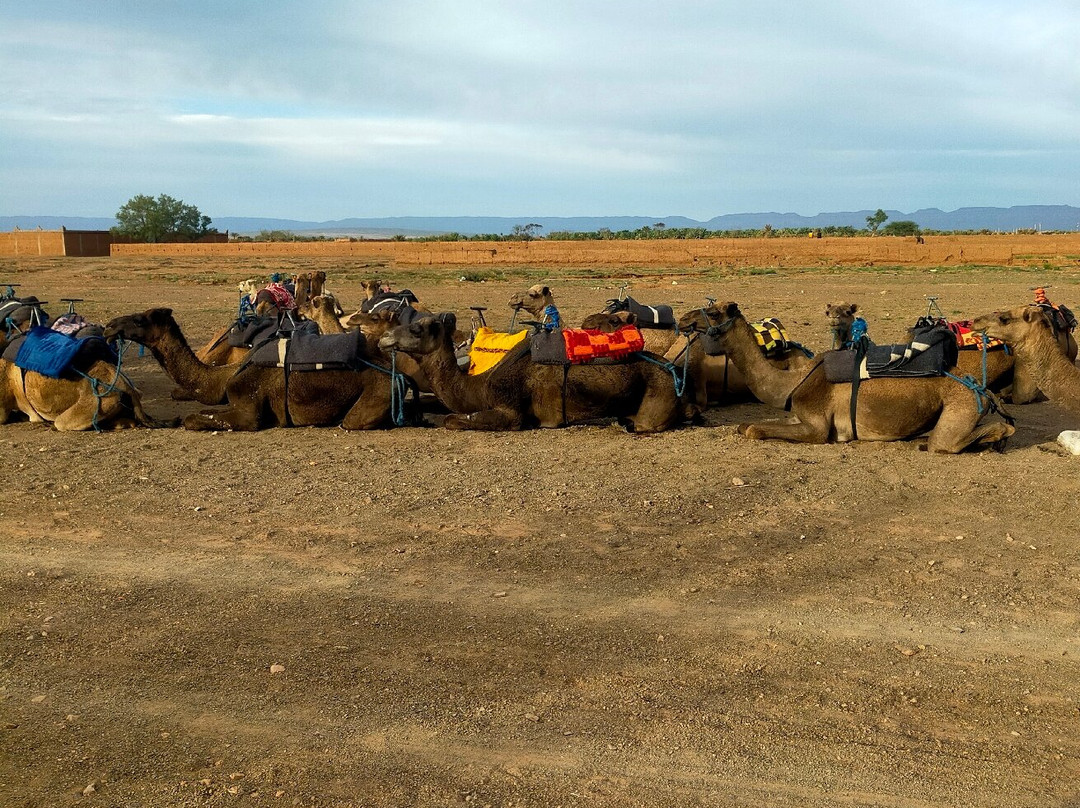 Viajaremos Marruecos- Day Tours景点图片