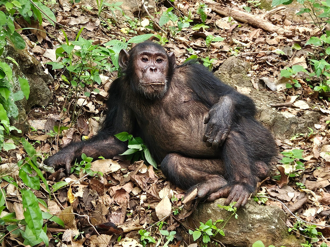 Kigoma Eco Cultural Tourism-Kigoma必去景点