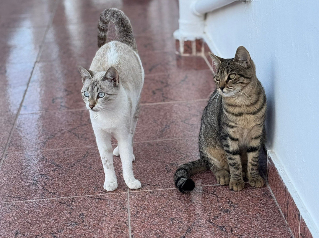 Afroditi Junior Suites主图