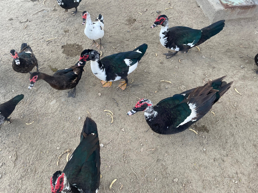 Bubali Bird Sanctuary-棕榈/鹰海滩必去景点