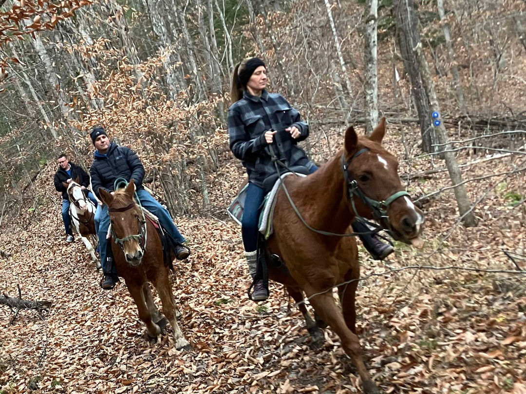 Ruggiero's Public Horseback Riding And Cabin Rentals-Lake Luzerne必去景点