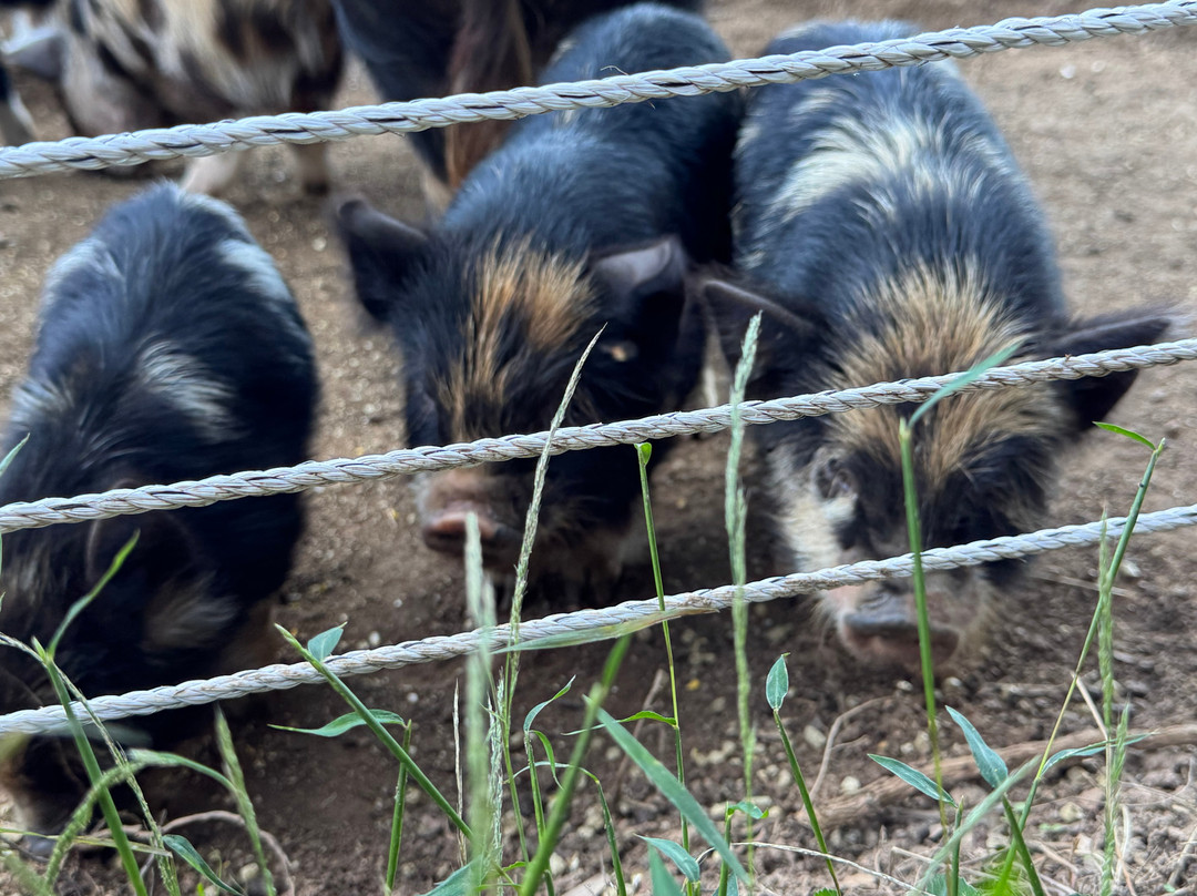 Growing Faith Farms & Retreat-Moravian Falls必去景点