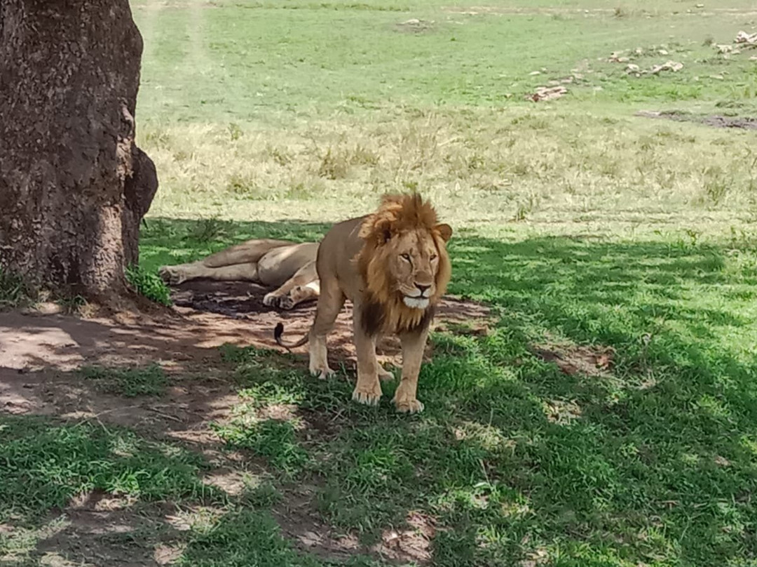 Elara luxury Safaris-蒙巴萨必去景点