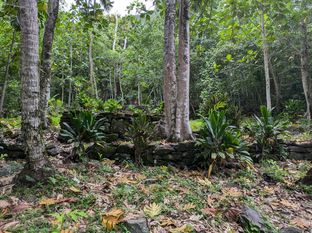 Island Eco Tours : Huahine-Fare必去景点