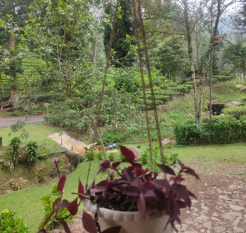 Gunung Mas Tea Gardens-Cisarua必去景点