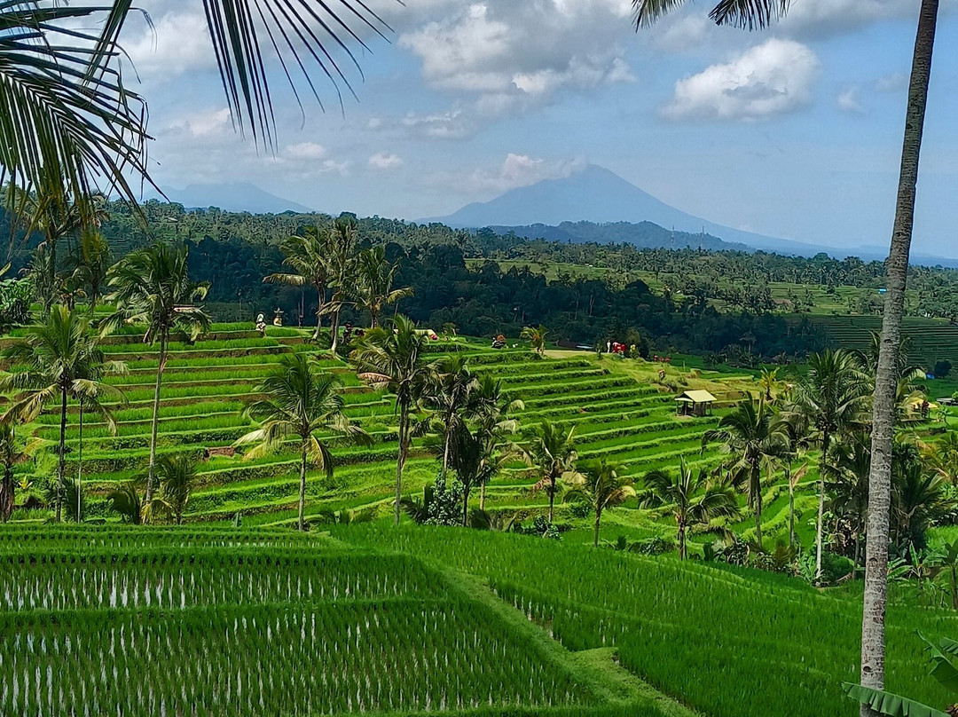 Pemuteran Bali Transport景点图片
