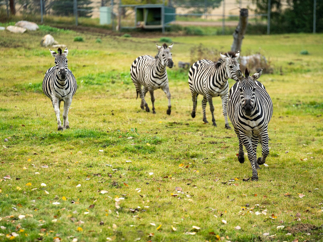 Saskatoon Forestry Farm Park & Zoo-萨斯卡通必去景点