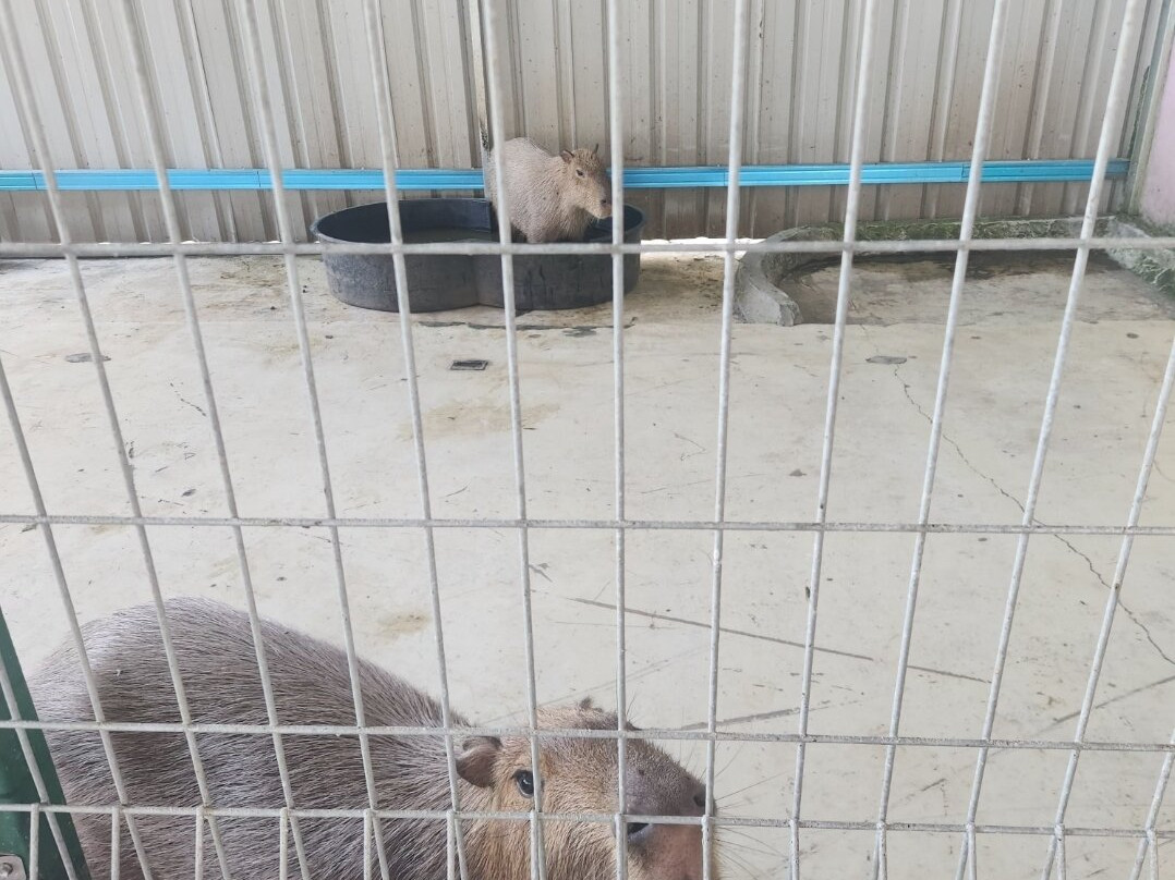Desaru Alpaca Farm景点图片