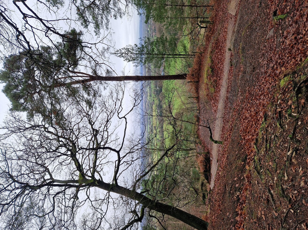 Alderley Edge Woodland Walk-阿尔德利埃奇必去景点