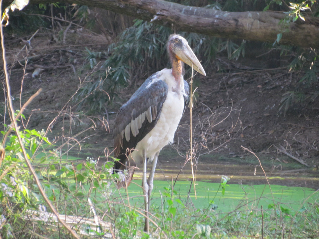 Assam State Zoo and Botanical Garden景点图片