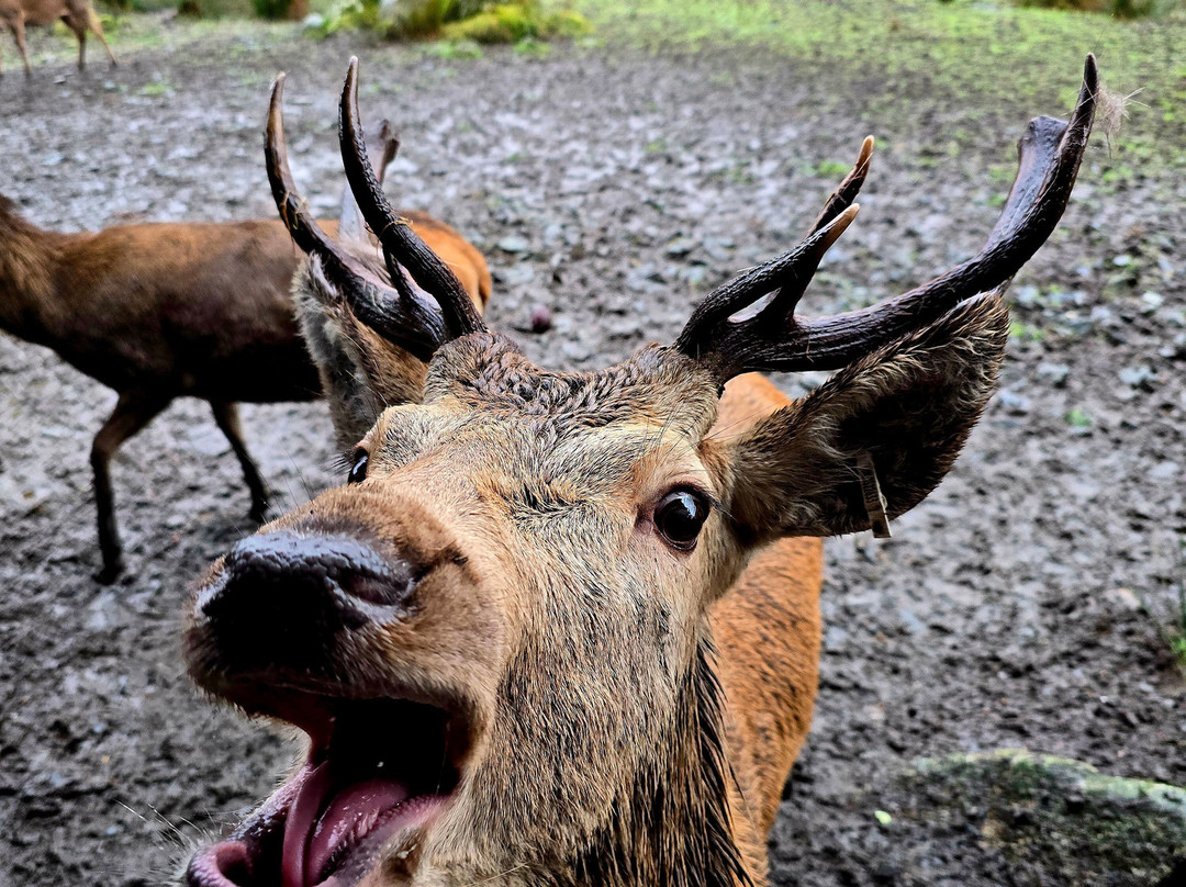 The Galloway Forest Park Red Deer Range-Castle Douglas必去景点