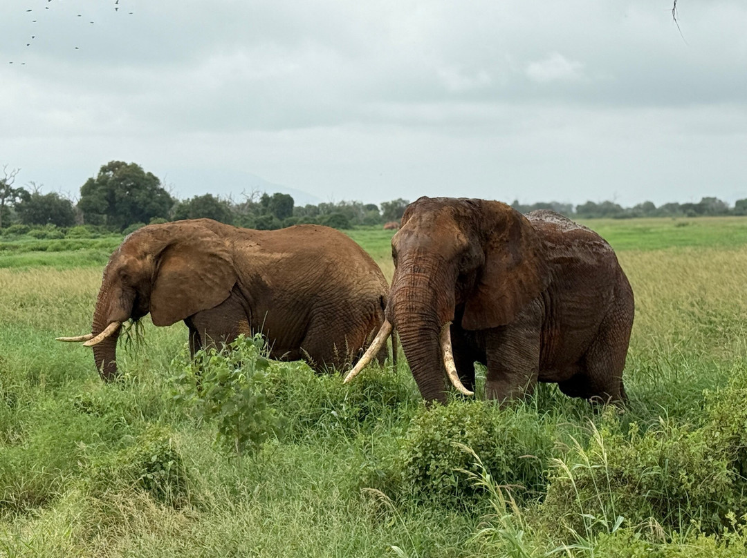 Safari Mit Peter Mutua Muli Aus Kenia-迪亚尼必去景点