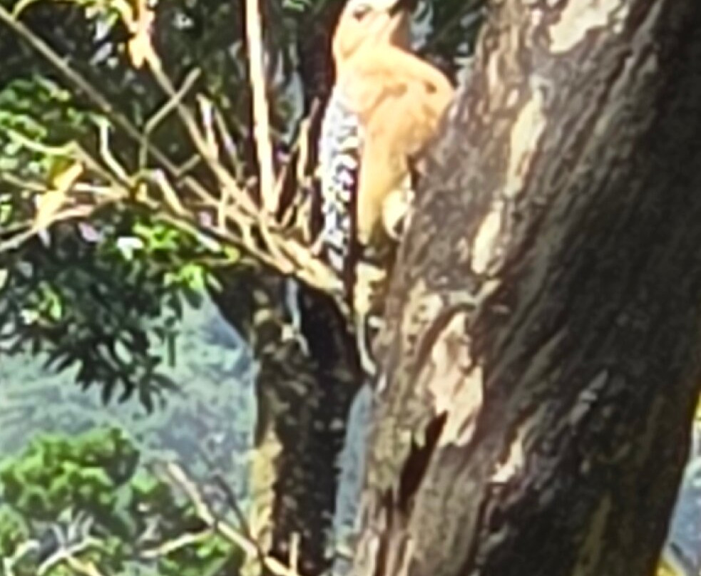 Finca Ecologica San Luis-蒙特沃德必去景点