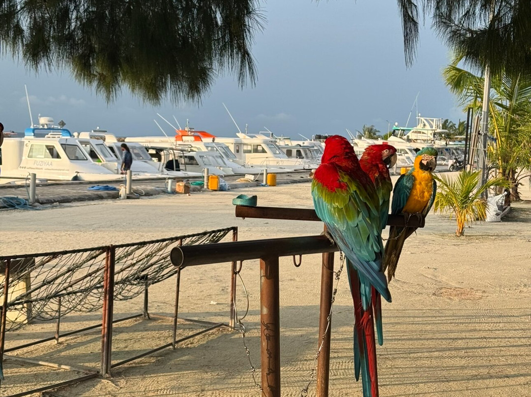 Arena Water Sports-马富士岛必去景点