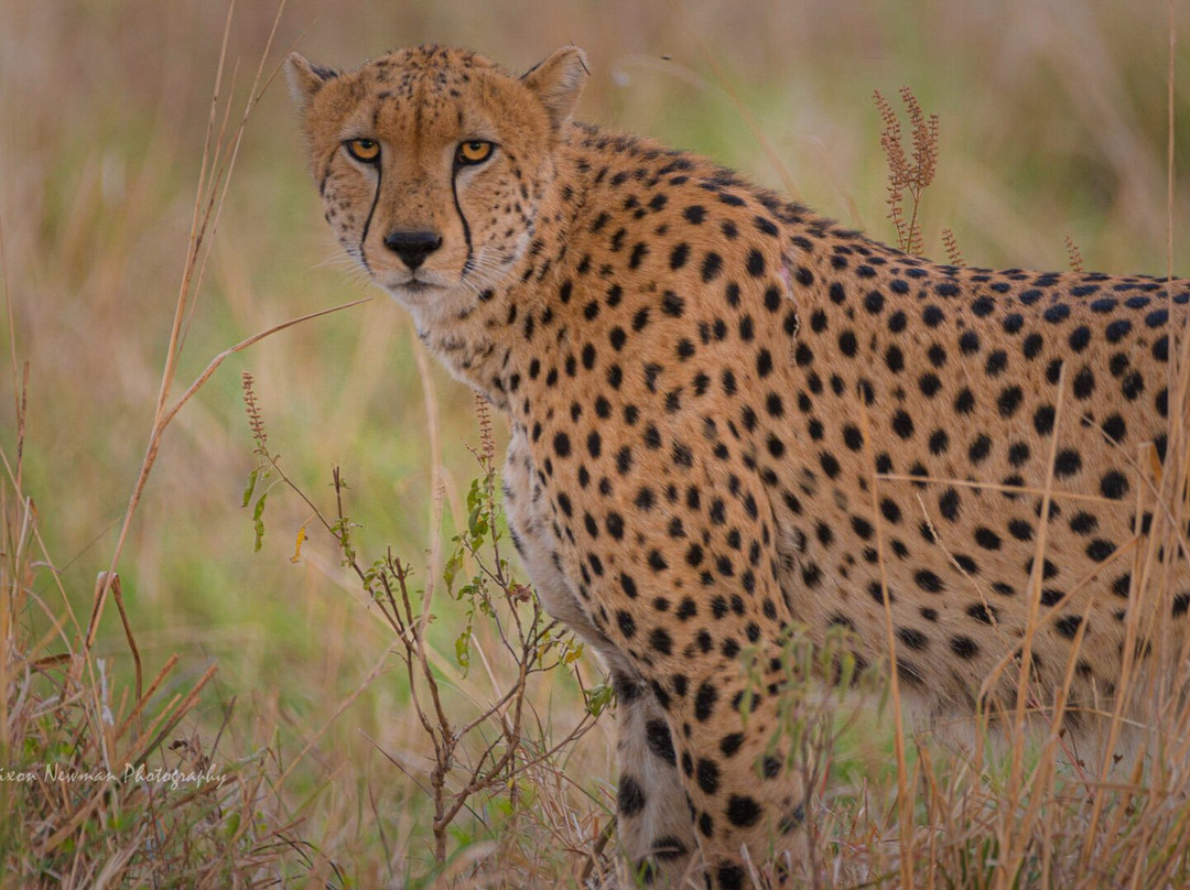 Cymo African Safaris, Uganda