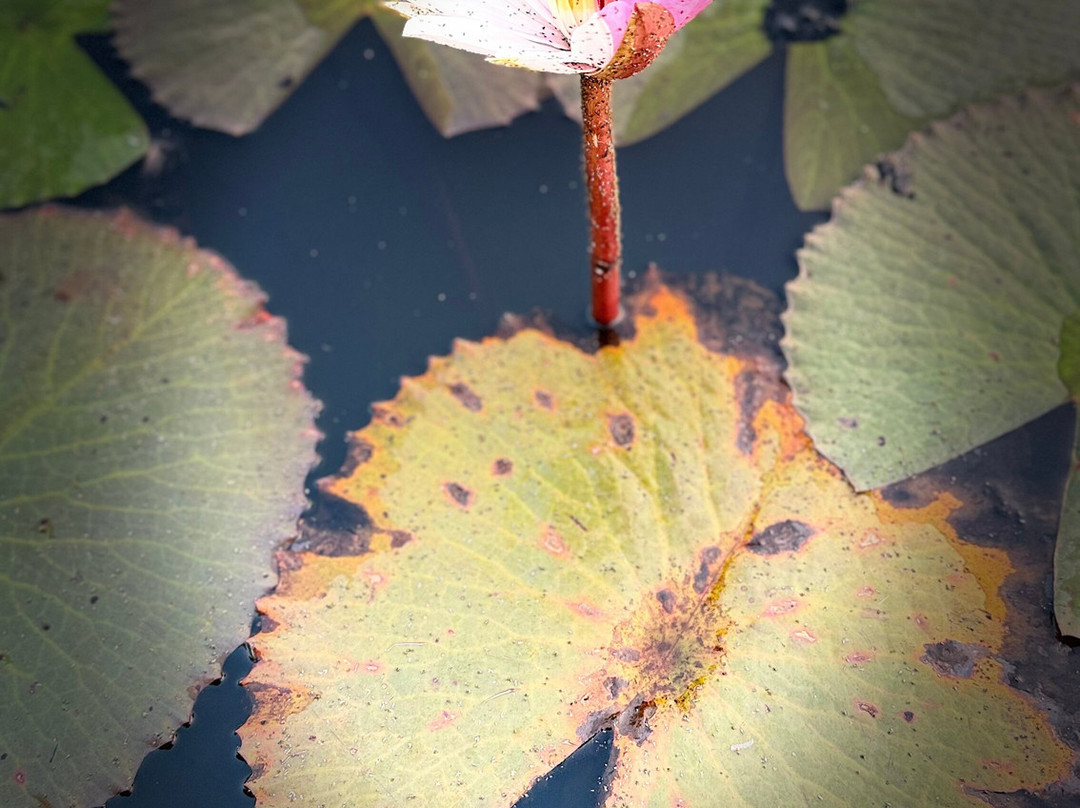 红莲湖景点图片