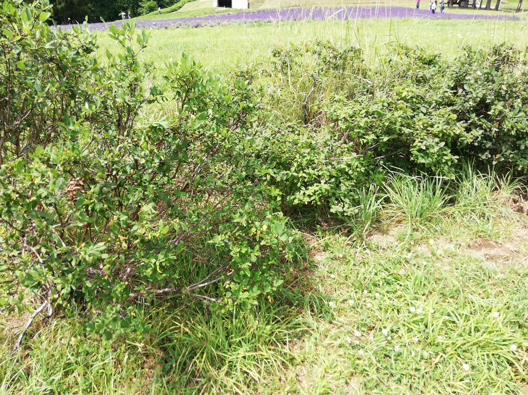 Lake Kanayama Lavender Garden-南富良野町必去景点
