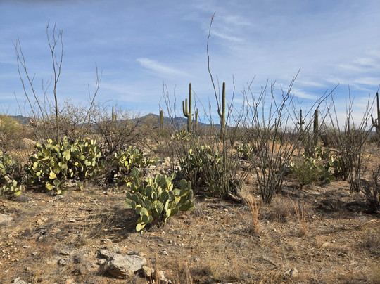 Saguaro Stables-图森必去景点