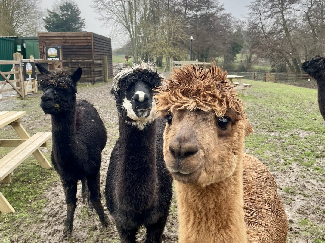 Stantons Farm - Petting Farm景点图片