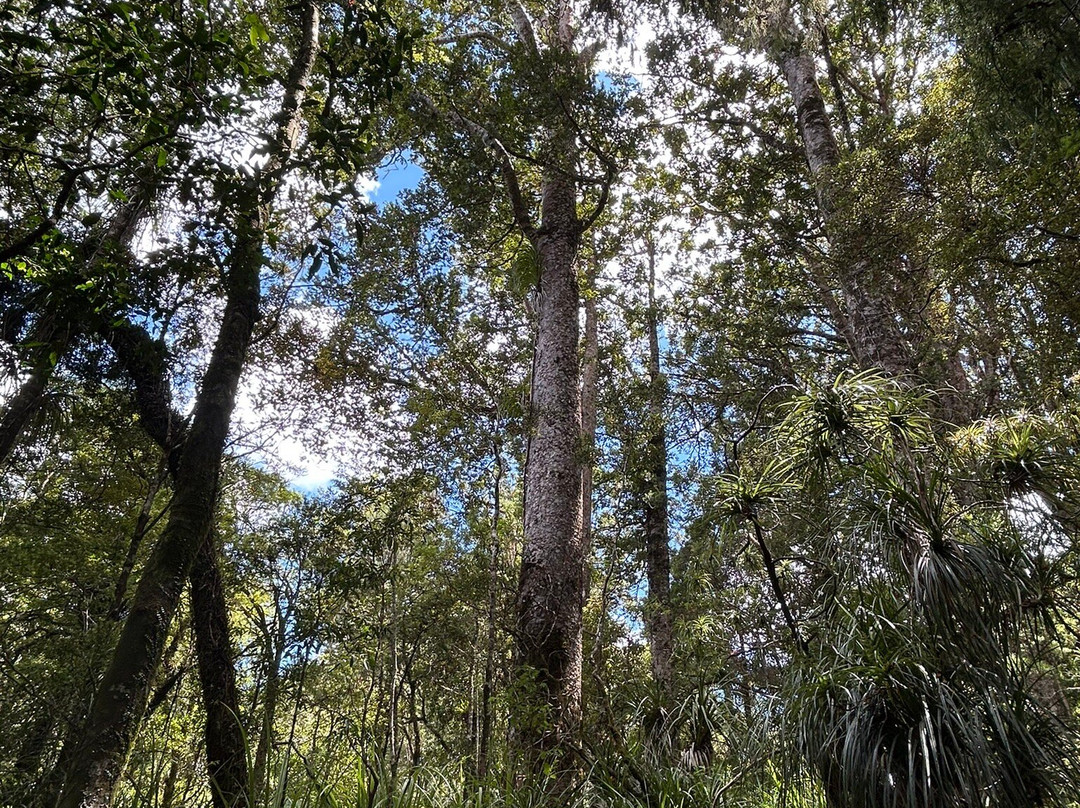 Puketi Nature Trail景点图片