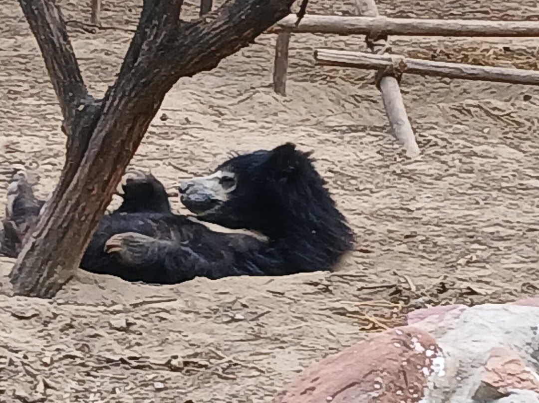 Wildlife Sos景点图片