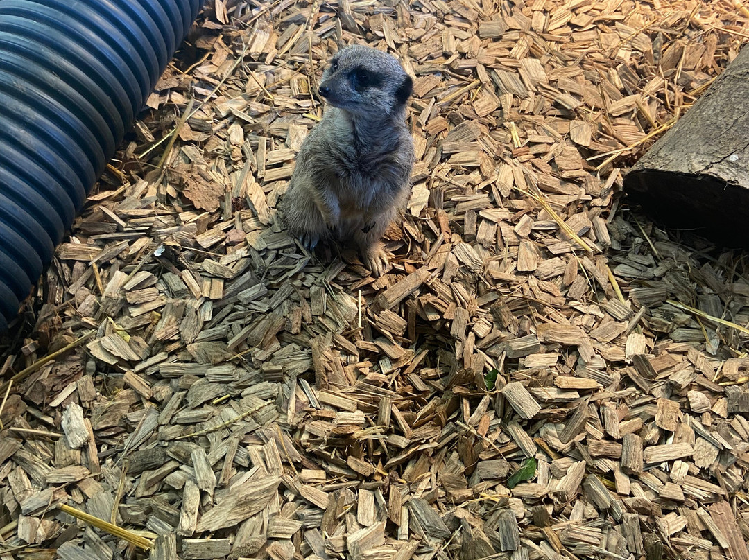 Lee Valley Animal Adventure Park景点图片