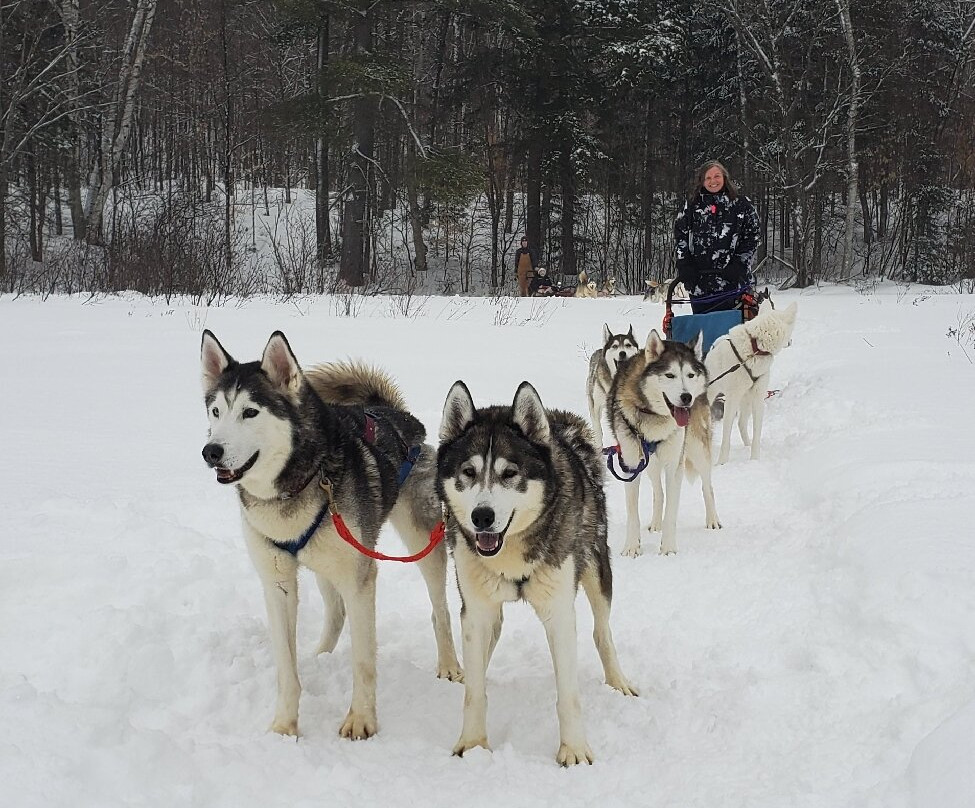 Winterdance Dogsled Tours景点图片