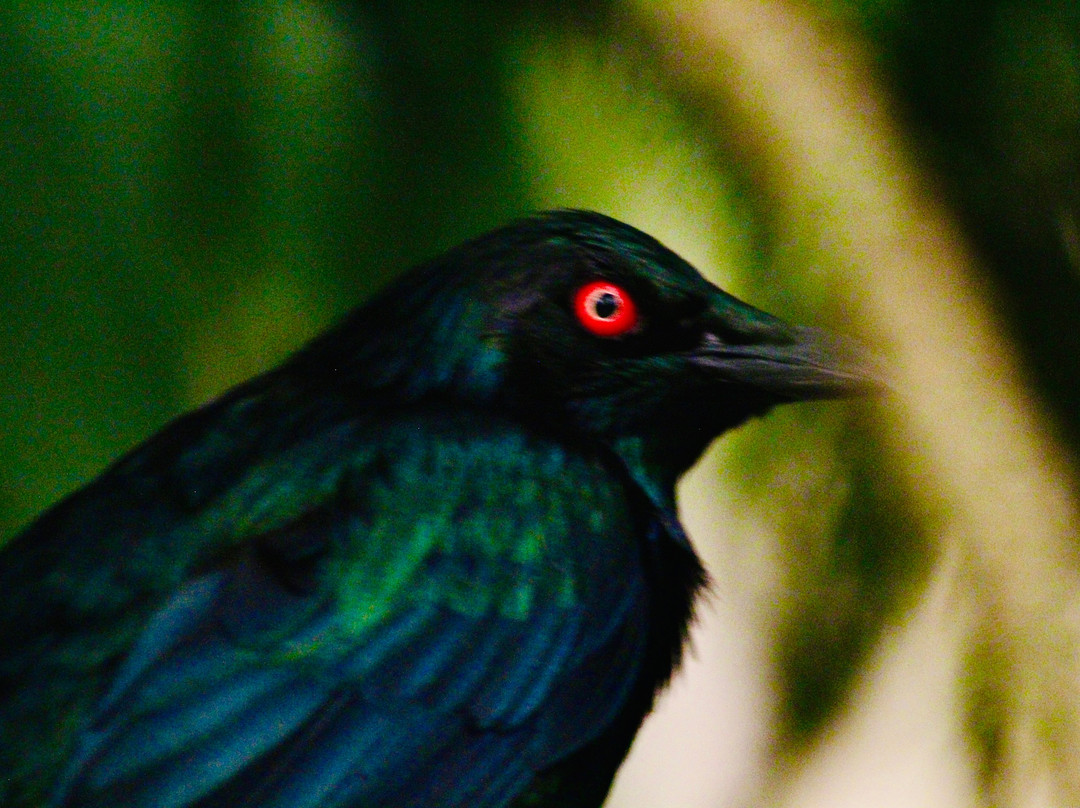 El Paso Zoo-埃尔帕索必去景点